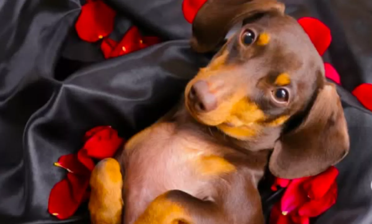 Minden este ezt a plüsst vonszolja a tacskó az ágyába: a méretkülönbségen nevet a világ - Videó