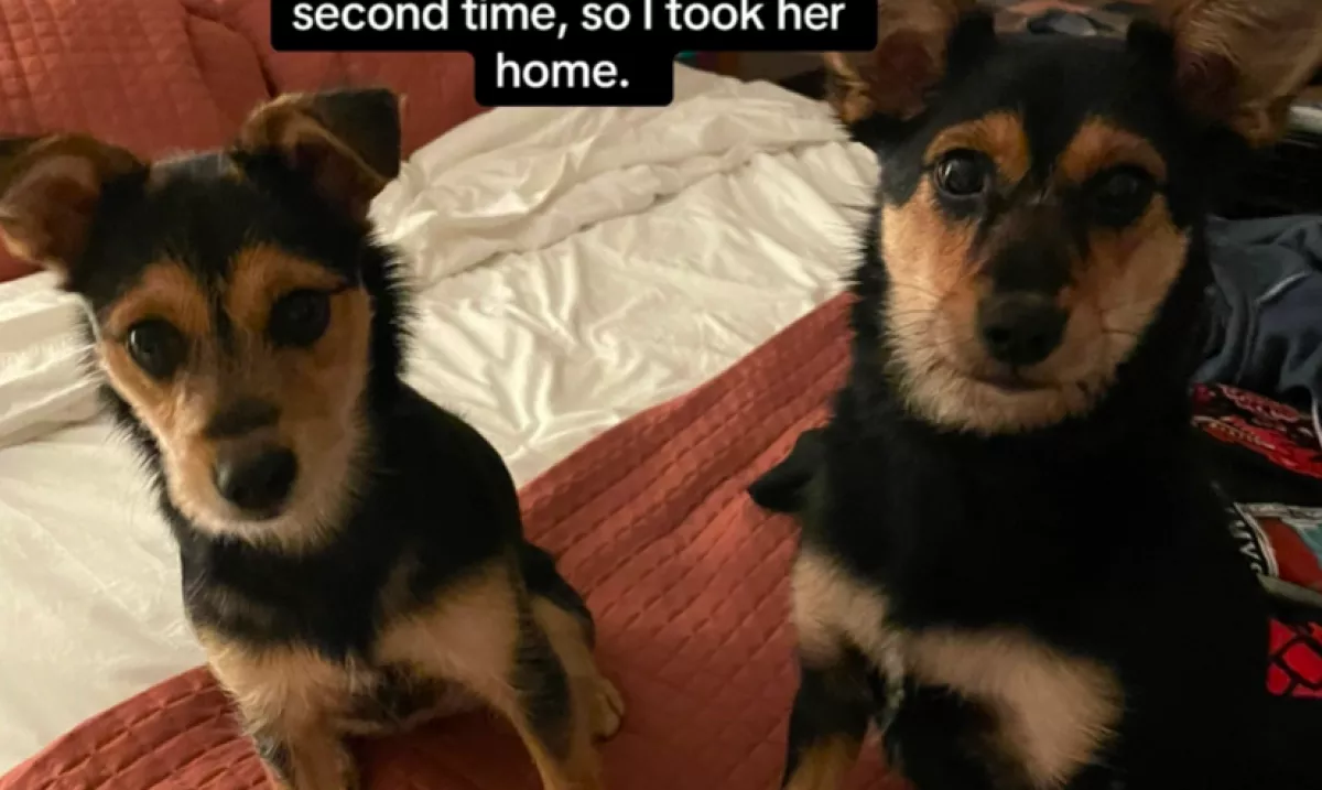 DNS-tesztet kért a nő, mert az új kutyája nagyon hasonlít a régire: az eredmény sokkoló - Videó