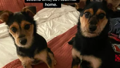 DNS-tesztet kért a nő, mert az új kutyája nagyon hasonlít a régire: az eredmény sokkoló - Videó
