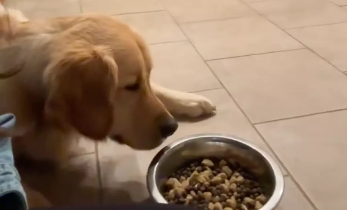 Egy órával korábban kap enni a golden retriever: a reakciója több mint furcsa - Videó
