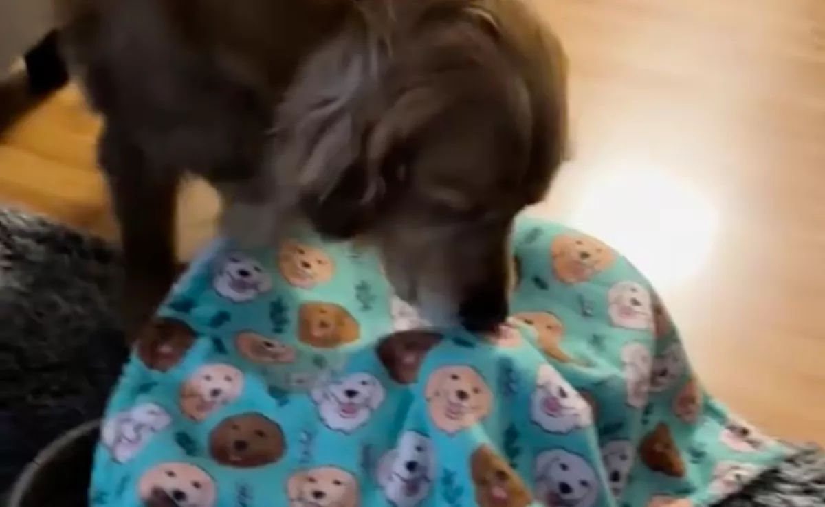 Ragyogó kiskutyával találkozik a golden retriever: a reakciója a gazdik rémálma - Videó