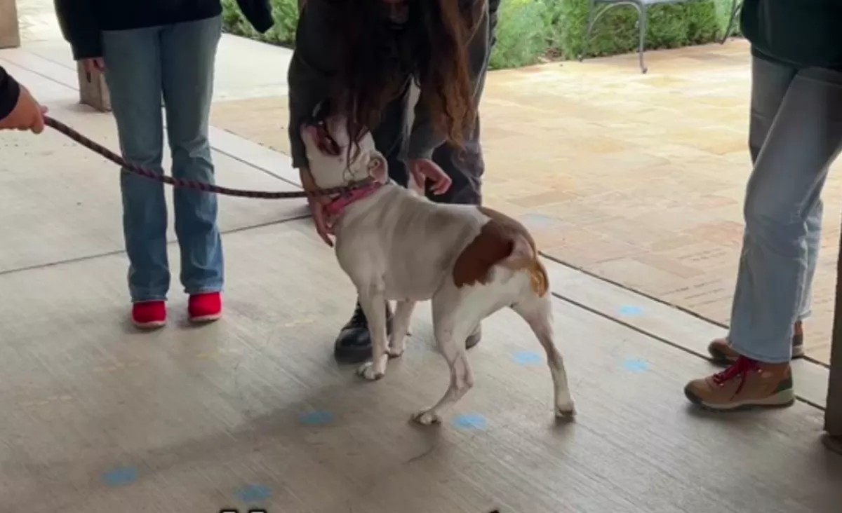 Egy év után ment vissza a menhelyre a pitbull: szívszorító, hogy reagál a gondozójára - Videó
