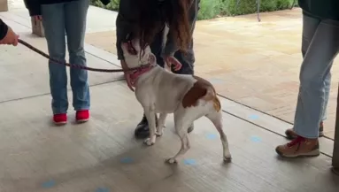 Egy év után ment vissza a menhelyre a pitbull: szívszorító, hogy reagál a gondozójára - Videó