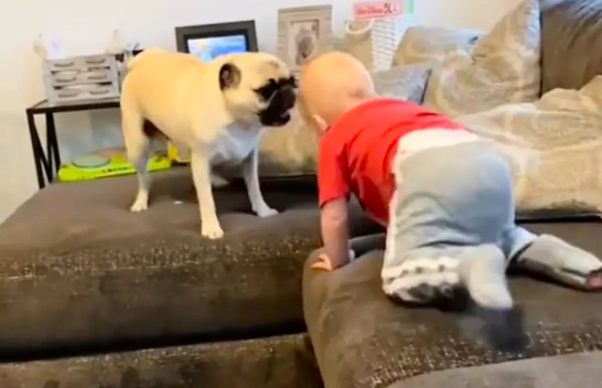 Bemutatják a babát a kutyának: megszakad az anya szíve, hogy reagál - Videó