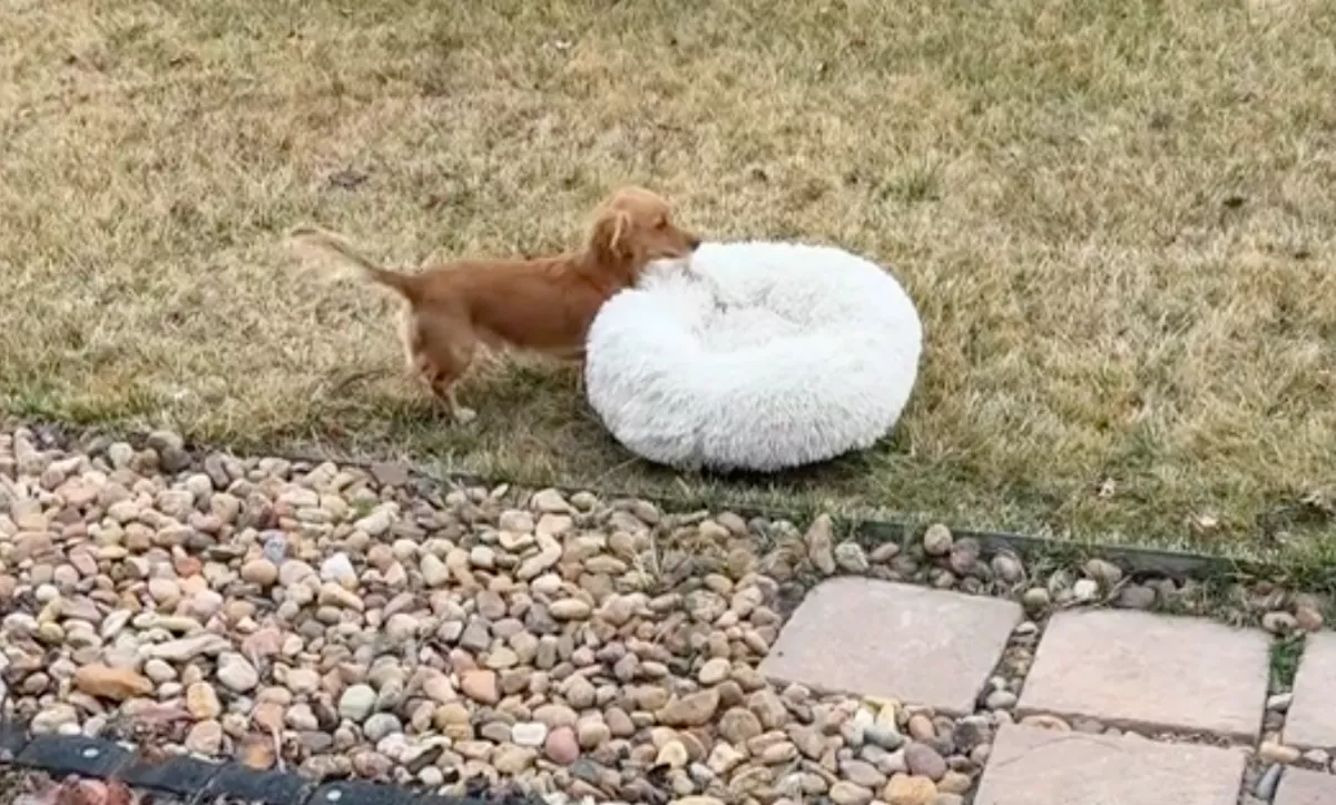 Élvezni akarja a napsütést a tacskókölyök: amit tesz, azon milliók nevetnek - Videó