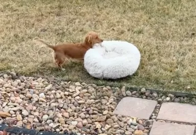 Élvezni akarja a napsütést a tacskókölyök: amit tesz, azon milliók nevetnek - Videó