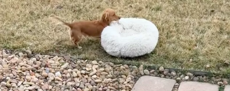 Élvezni akarja a napsütést a tacskókölyök: amit tesz, azon milliók nevetnek - Videó