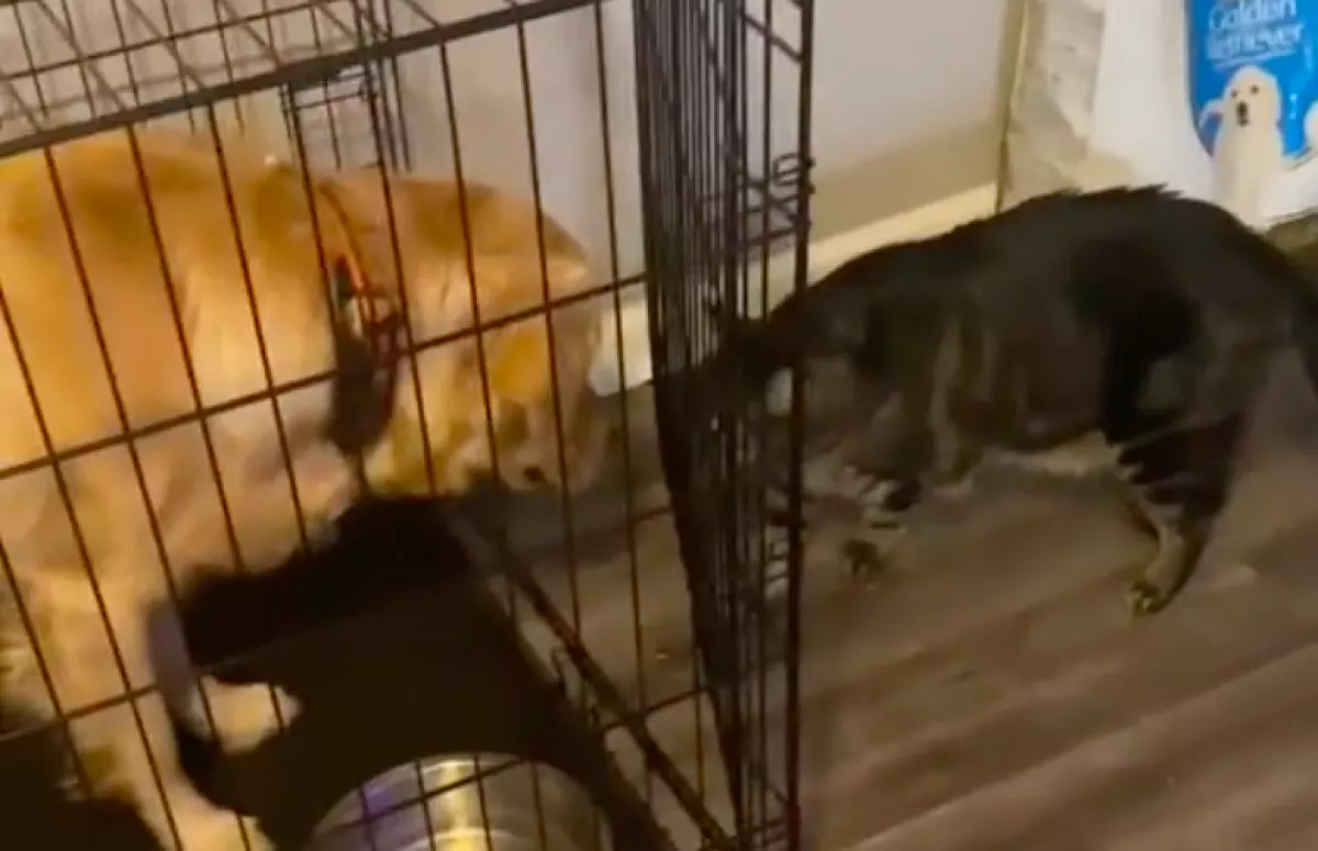 Csapdába csalta a golden retrievert Erika macskája: szenzációs felvételen pusztul a világ - Videó