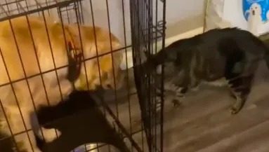 Csapdába csalta a golden retrievert Erika macskája: szenzációs felvételen pusztul a világ - Videó