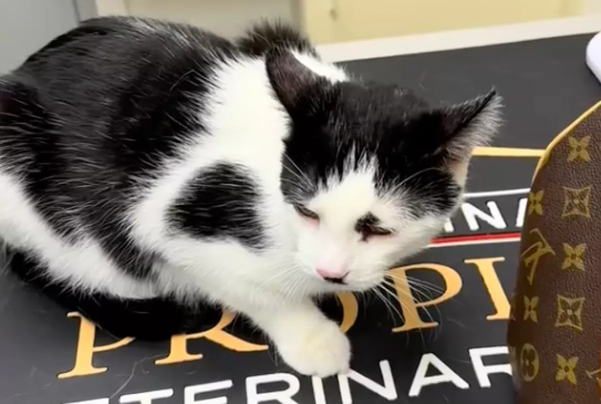 Állatorvoshoz viszi a nő a macskát: amikor kinyitja a hordozót, jön a sokk - Videó