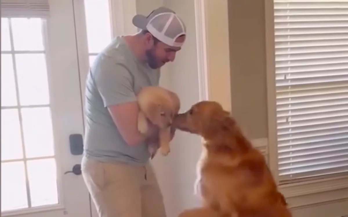 Kiskutyát hoznak a golden retriever mellé: a kommentelők dühítő dolgon háborognak - Videó