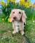 golden dox, tacskó, golden retriever, Keverék,