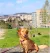 golden dox, tacskó, golden retriever, Keverék,