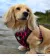 golden dox, tacskó, golden retriever, Keverék,