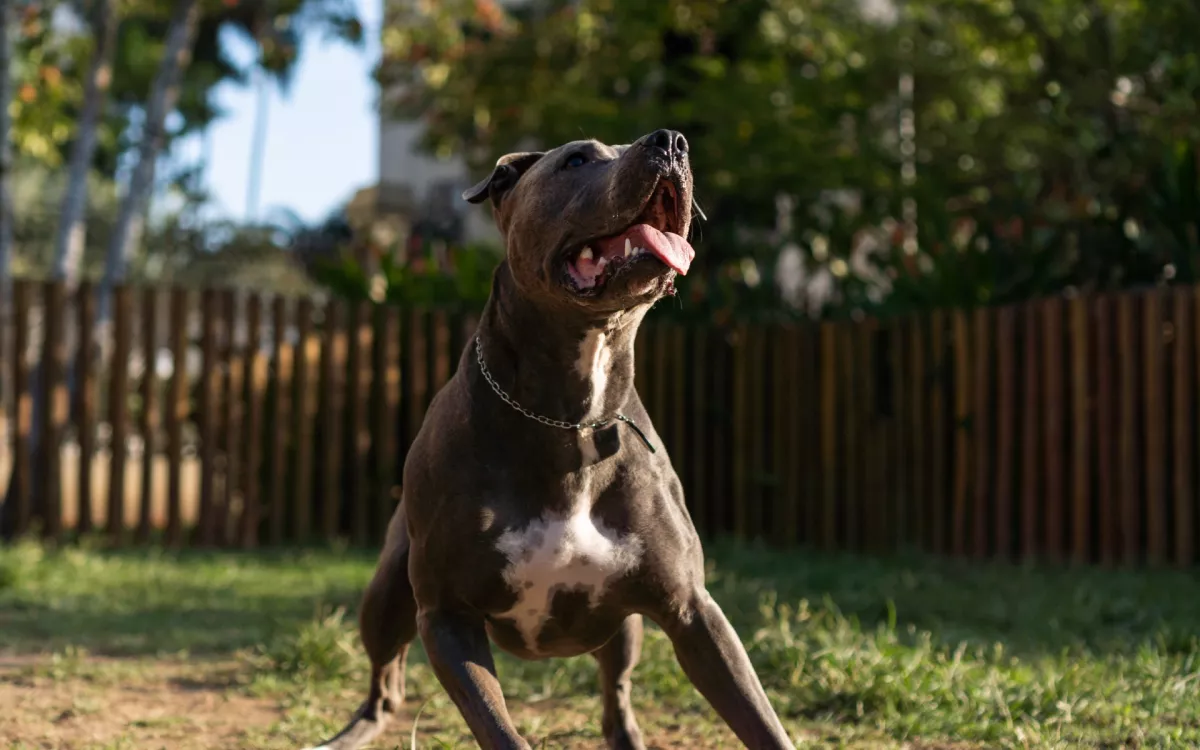 Megrázó felvétel a neten: pitbull marcangolt halálra egy kislányt a babapartin