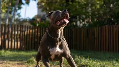 Megrázó felvétel a neten: pitbull marcangolt halálra egy kislányt a babapartin