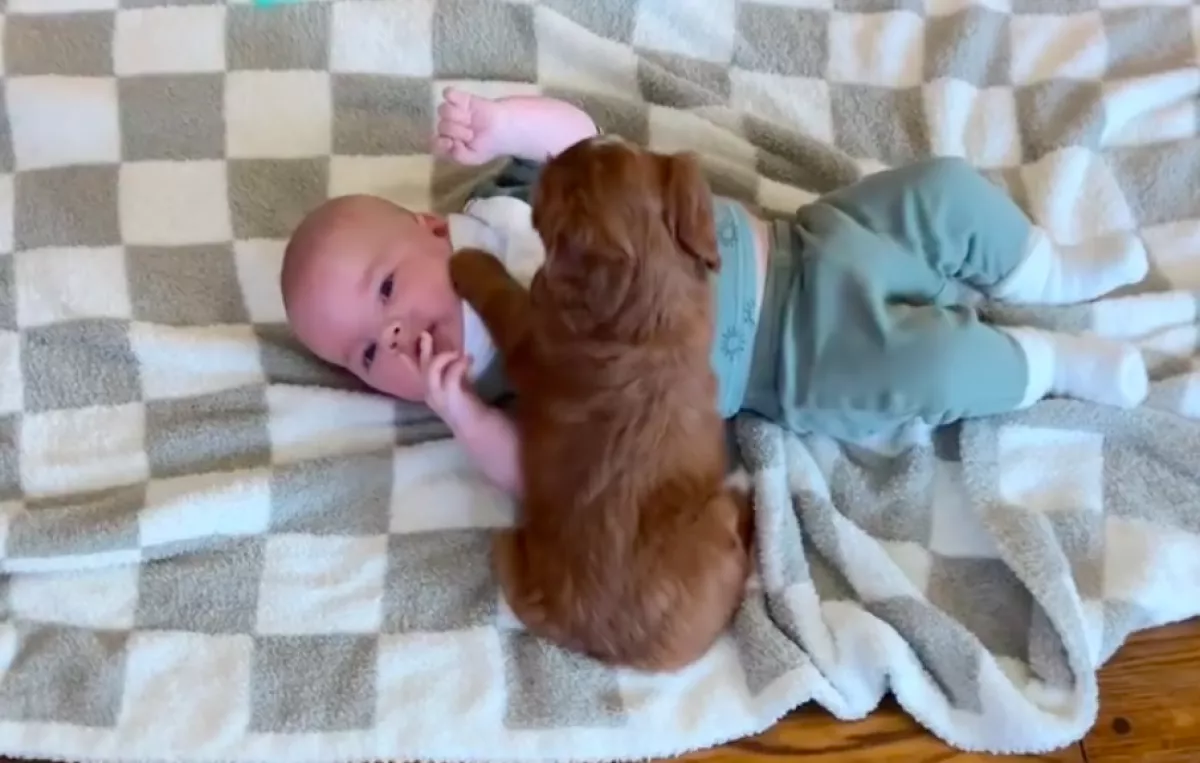 Halk kuncogást hall maga mögött az anya: amikor megfordul, nem hisz a szemének - Videó