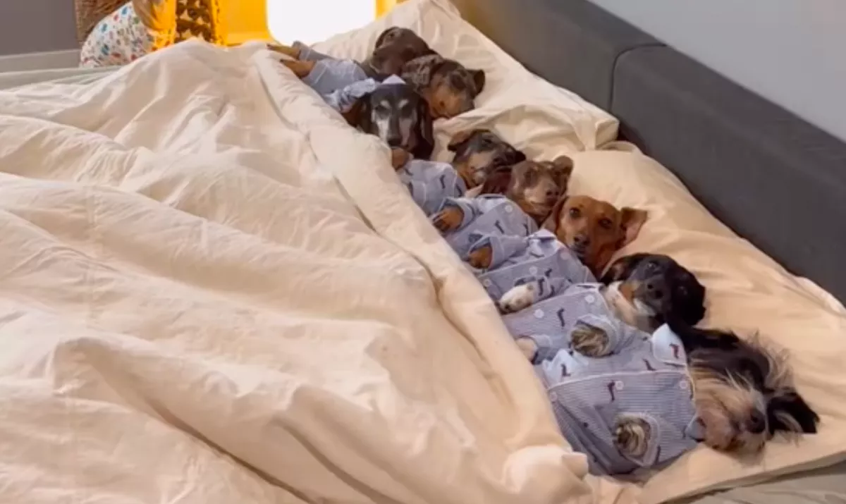 Nyolc tacskóval él a nő: ami reggelente történik, milliókat ragad el - Videó