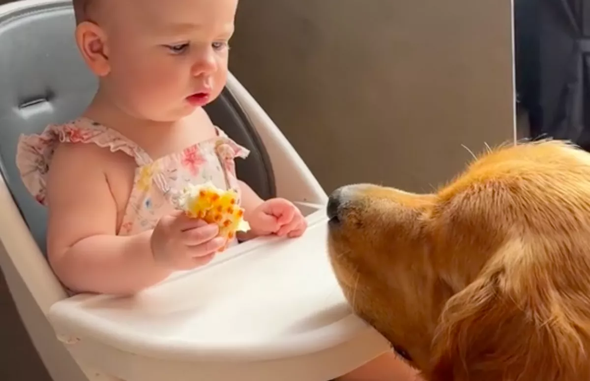 A baba odáig van a golden retrieverért: a kutya szíve azonban másért dobog - Videóg