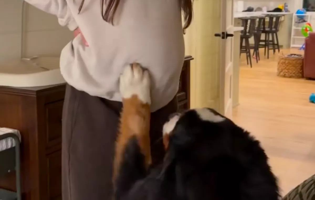 Megérinti a nő kismama pocakját a berni pásztor: ami ezután történik, hihetetlen - Videó