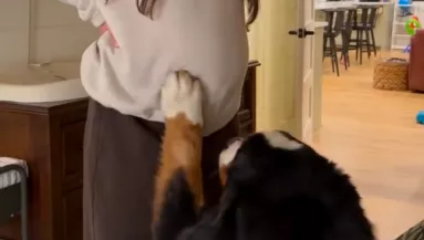 Megérinti a nő kismama pocakját a berni pásztor: ami ezután történik, hihetetlen - Videó
