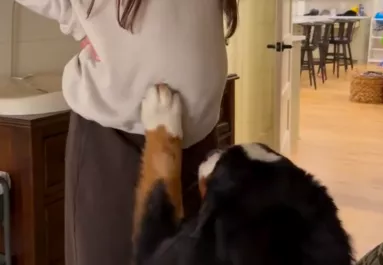 Megérinti a nő kismama pocakját a berni pásztor: ami ezután történik, hihetetlen - Videó