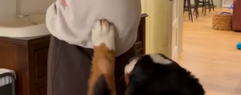 Megérinti a nő kismama pocakját a berni pásztor: ami ezután történik, hihetetlen - Videó