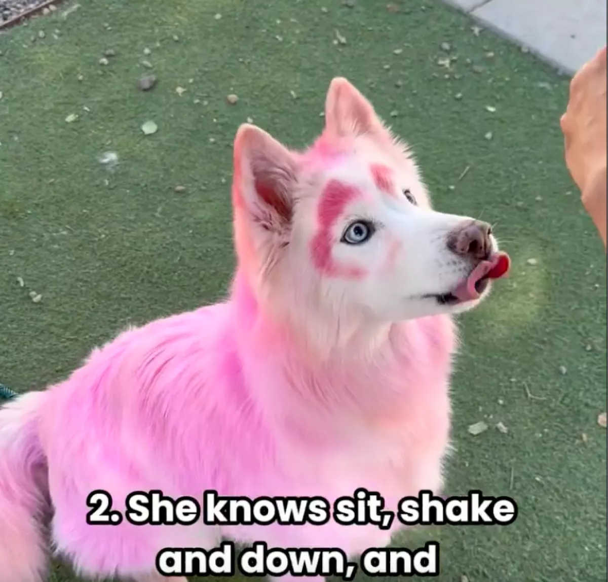 Rózsaszín kutya érkezett a menhelyre: amikor leolvasták a chipjét, megszakadt a szívük - Videó