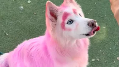 Rózsaszín kutya érkezett a menhelyre: amikor leolvasták a chipjét, megszakadt a szívük - Videó