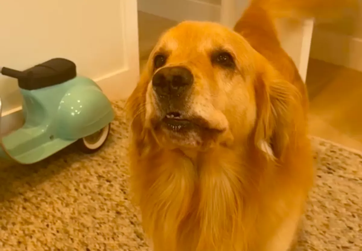 Nem lelkesedik a babáért a golden retriever: a reakciója végül drasztikus lesz - Videó