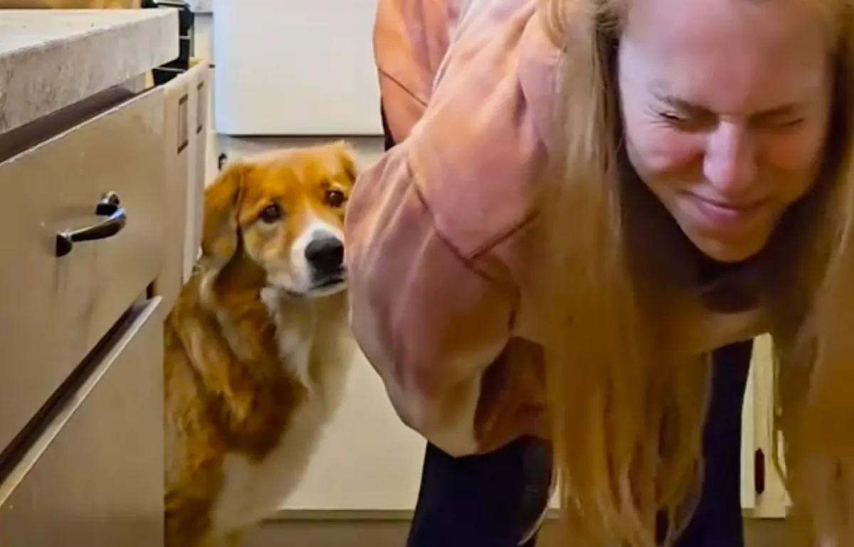 Féltékeny a macskára a kutya: így őrült döntést hoz - Videó