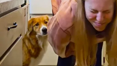 Féltékeny a macskára a kutya: így őrült döntést hoz - Videó