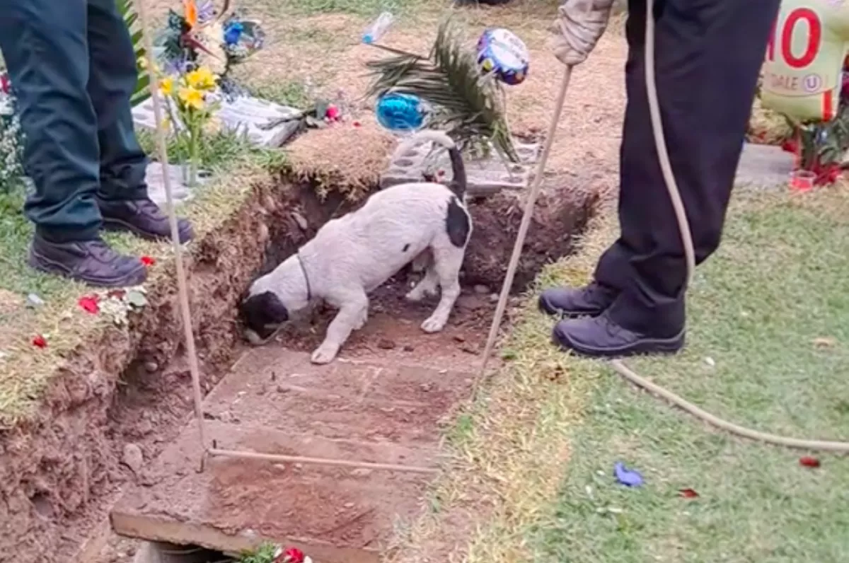 Beugrik a kutya a sírba a temetésen: ami ezután történik, szíveket tör össze - Videó