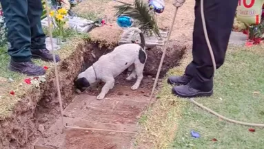 Beugrik a kutya a sírba a temetésen: ami ezután történik, szíveket tör össze - Videó