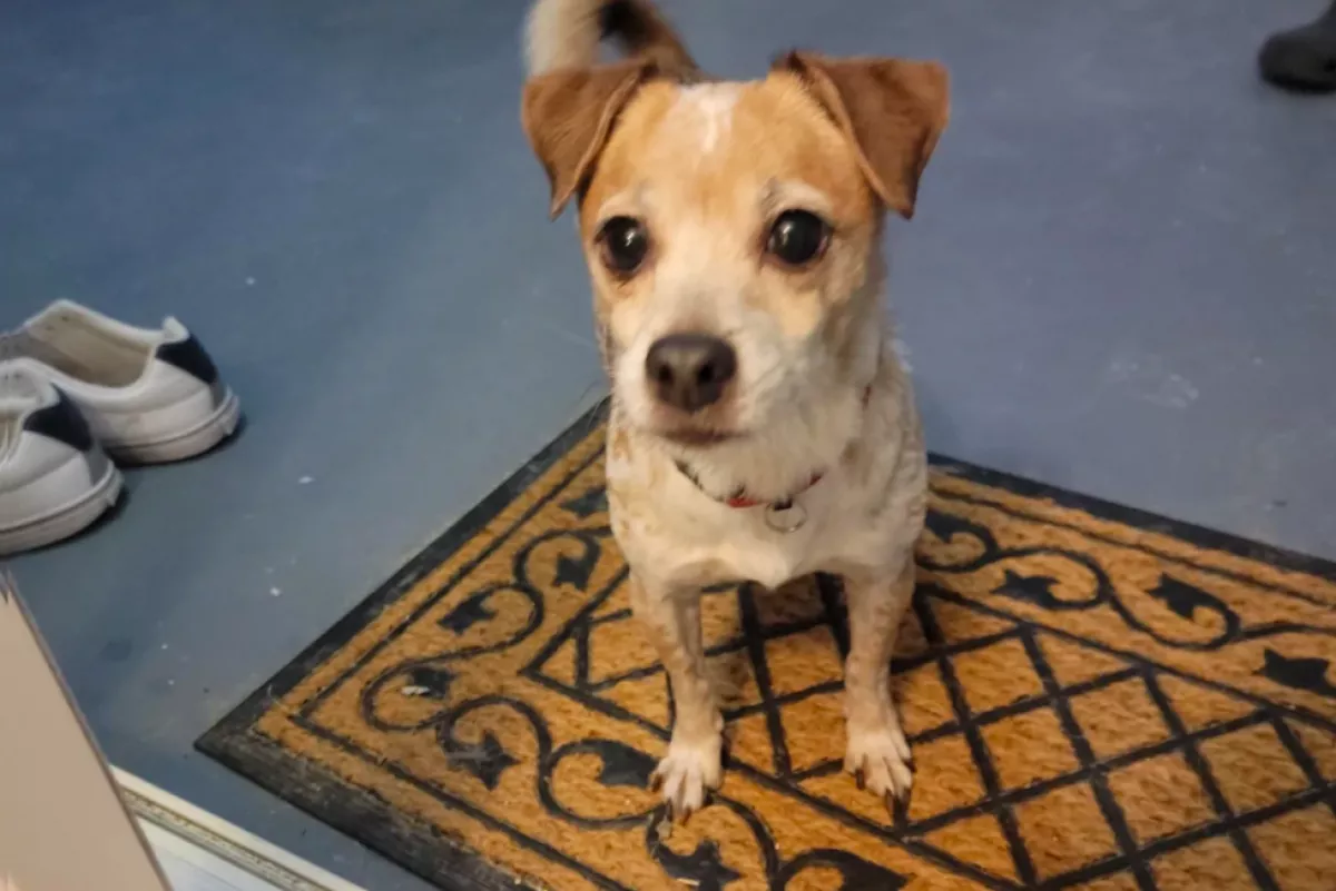 Egy cetlivel talált a kutyust a pár: ami rajta állt, összetörte a szívüket - Fotók