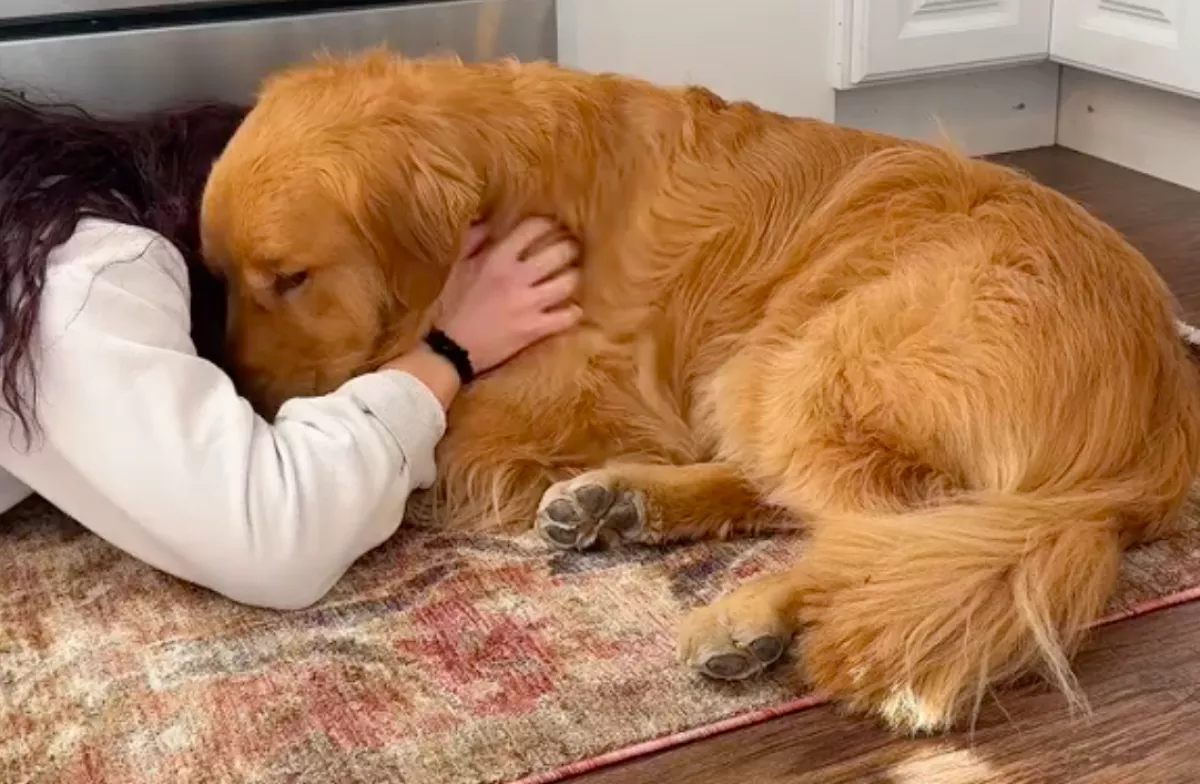 Szenved a fájdalomtól Juli golden retrievere: az oka sokakat nevettet meg - Videó