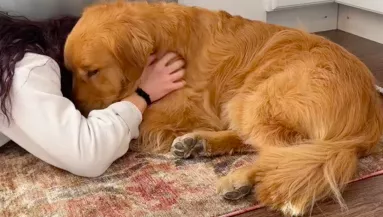 Szenved a fájdalomtól Juli golden retrievere: az oka sokakat nevettet meg - Videó