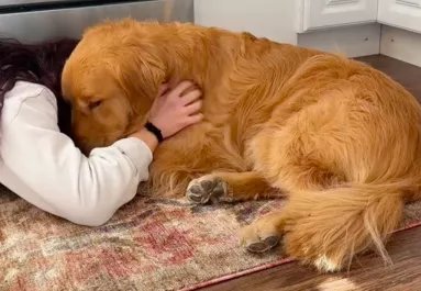 Szenved a fájdalomtól Juli golden retrievere: az oka sokakat nevettet meg - Videó