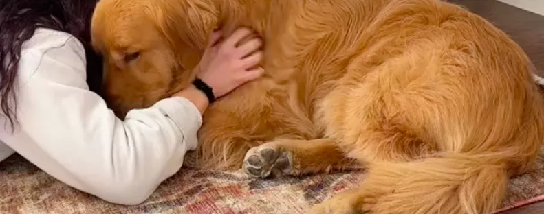 Szenved a fájdalomtól Juli golden retrievere: az oka sokakat nevettet meg - Videó
