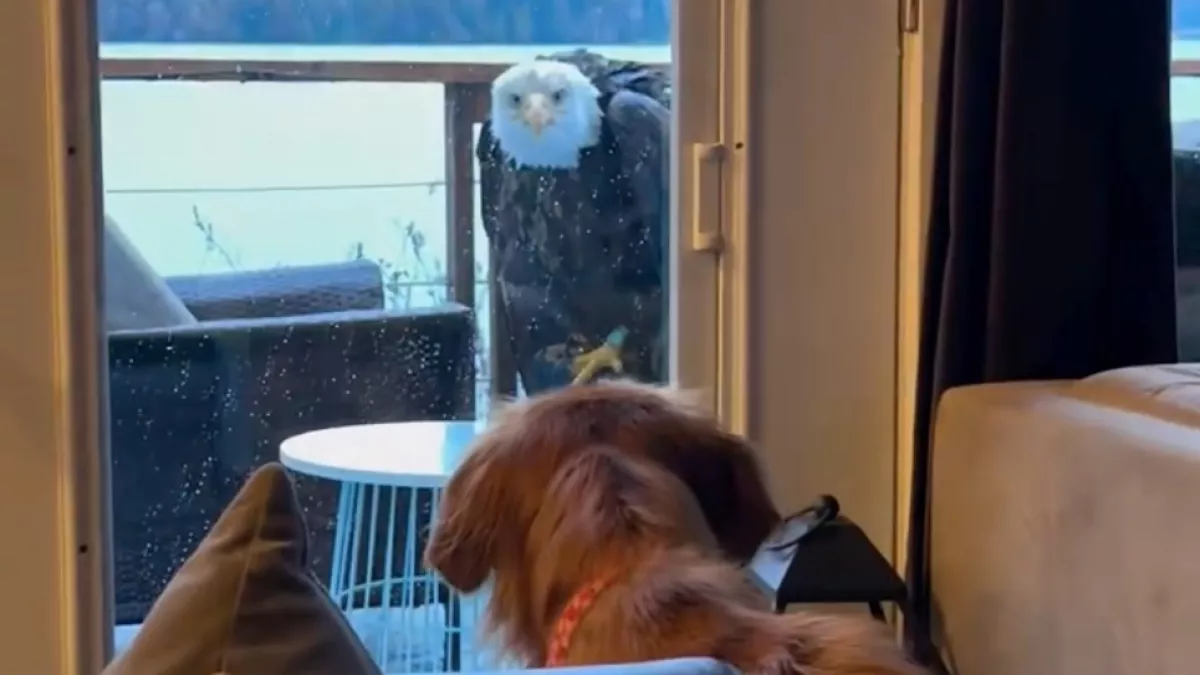 Kiszúrja a fehérfejű rétisas a család kutyáját: a reakcióján csak nevetni lehet - Videó