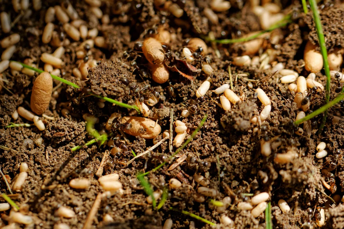 Hangyacsípés után halt meg egy 2 éves kislány: nem volt megfelelő felszerelés a kórházban - Fotó