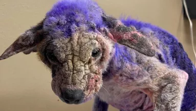 Lila kutyus érkezett a menhelyre: majd kiderült a keres igazság - Fotók