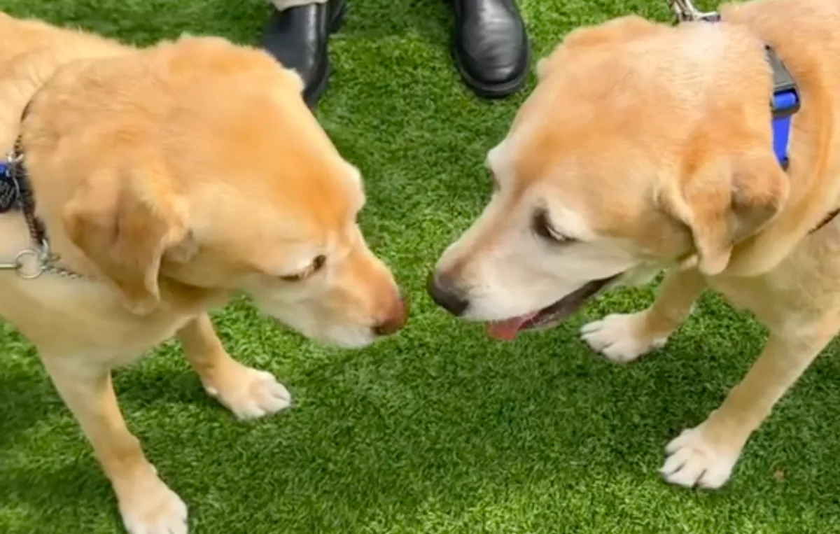 Öt éve választották szét a kutyákat: amikor újra találkoznak, váratlan dolog történik - Videó
