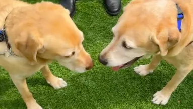 Öt éve választották szét a kutyákat: amikor újra találkoznak, váratlan dolog történik - Videó