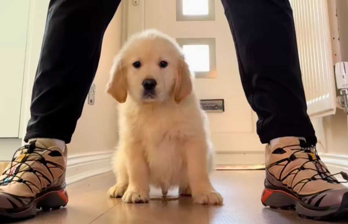 Meg akarta mutatni az új otthonát a gazdi a golden retrievernek: ami ezután történt, sokakat megnevettet - Videó