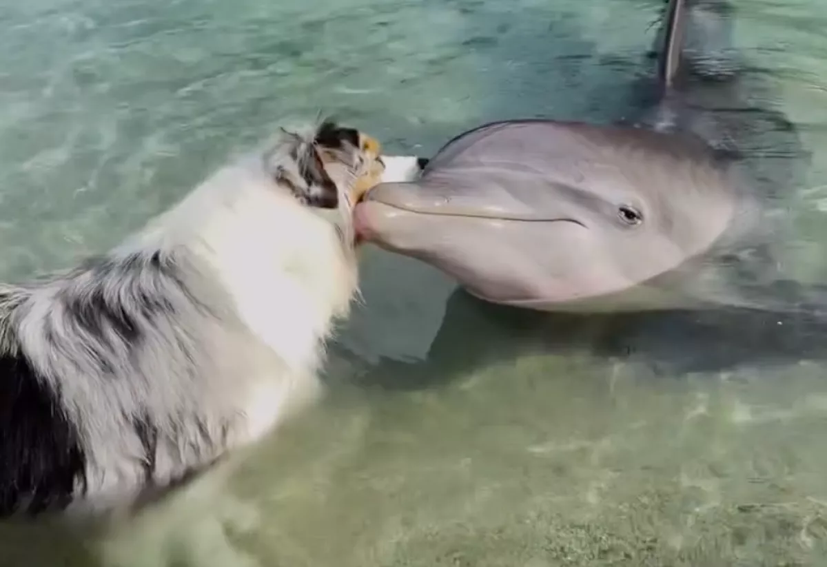 Találkozik az ausztrál juhászkutya a delfinnel: a videó milliókat ragad meg