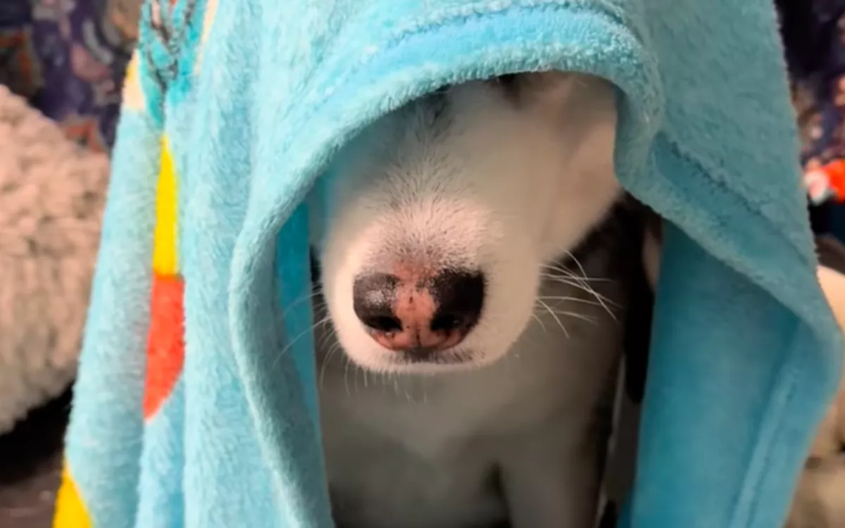 Utál korán kelni a husky: a reggeli rituáléján milliók zokognak - Videó