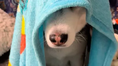 Utál korán kelni a husky: a reggeli rituáléján milliók zokognak - Videó