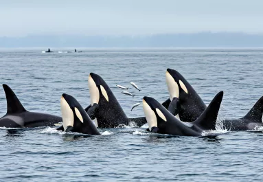 Hihetetlen képek: orkák egy csoportja ölte meg a világ legnagyobb állatát