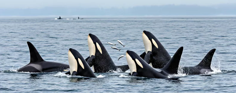 Hihetetlen képek: orkák egy csoportja ölte meg a világ legnagyobb állatát